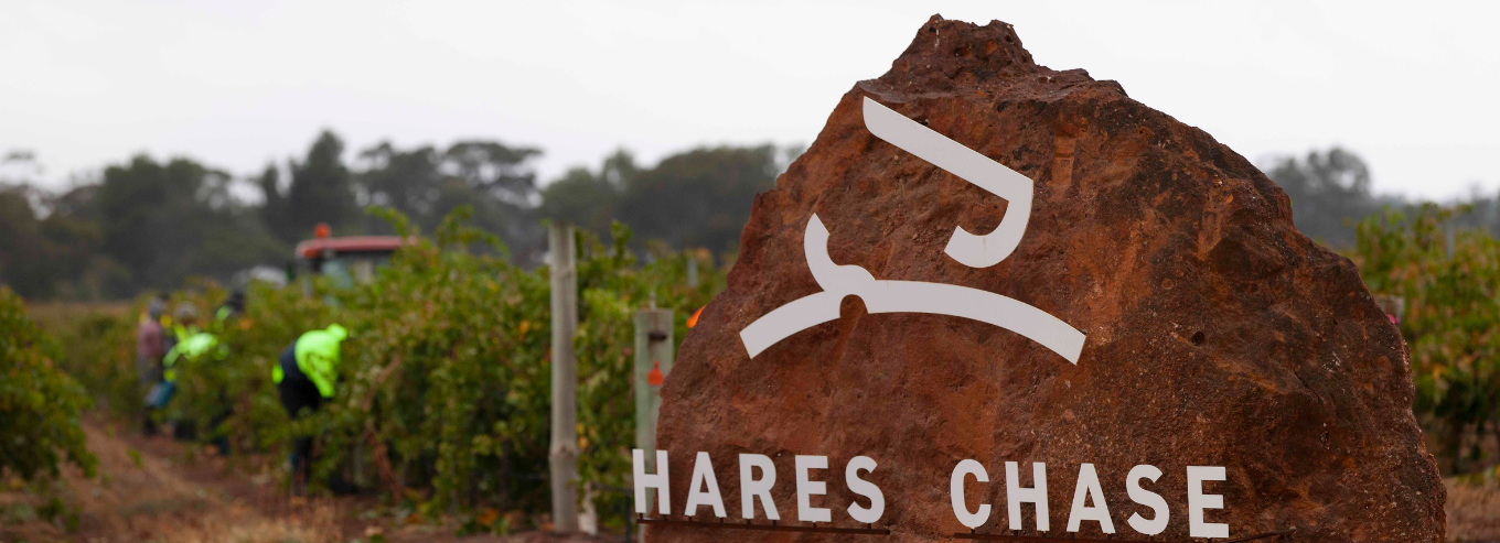 Hare's Chase vineyard with people picking grapes 